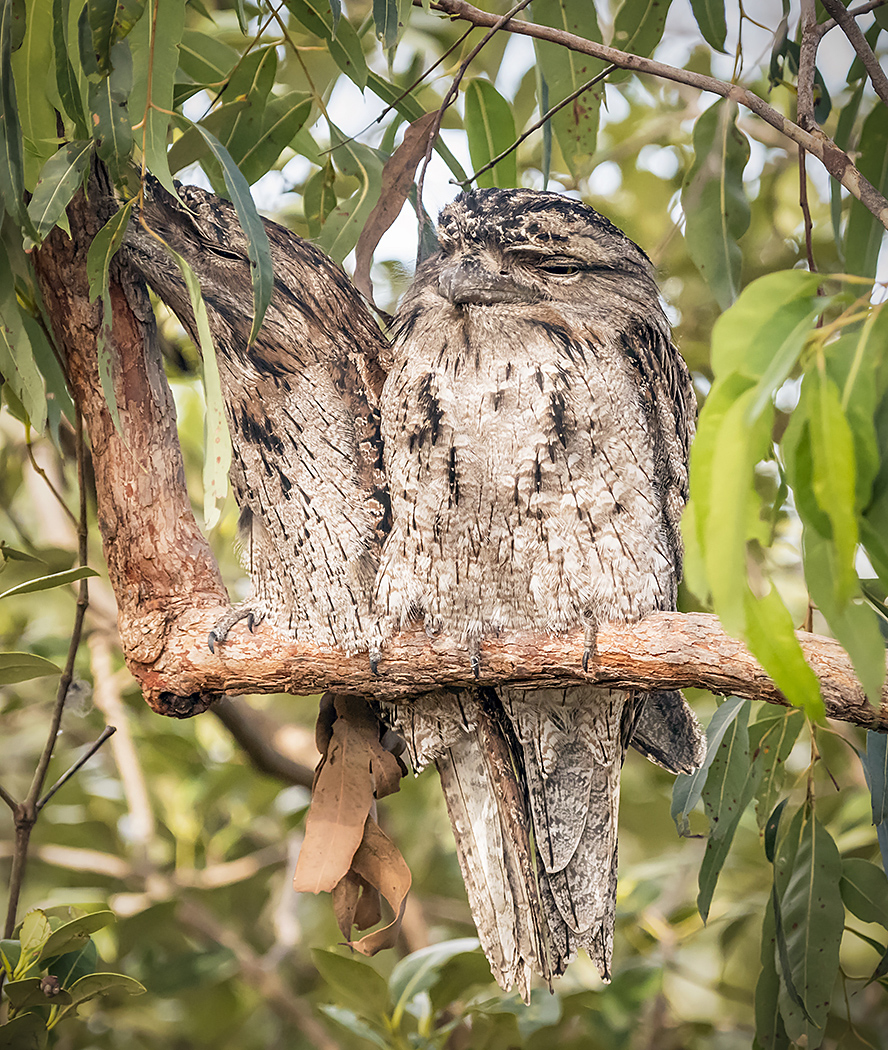 Tawny Frogmouth (Image ID 25790)