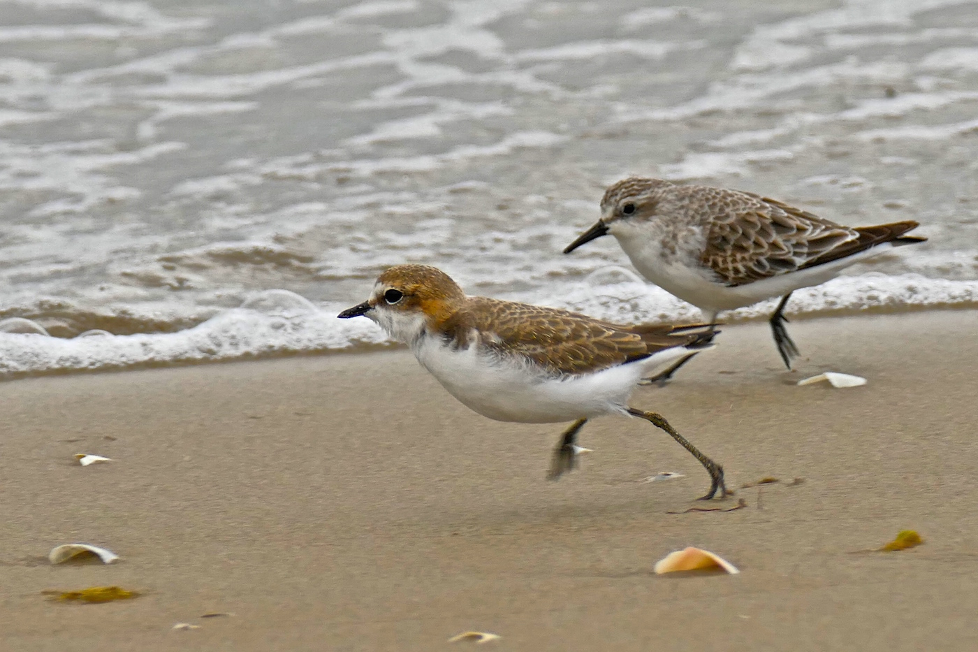 Red-capped Plover,Red-necked Stint (Image ID 25818)