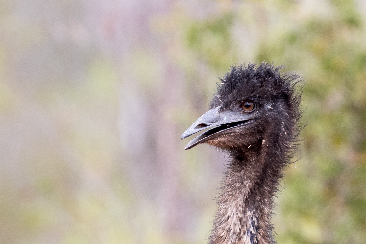Emu (Image ID 25875)