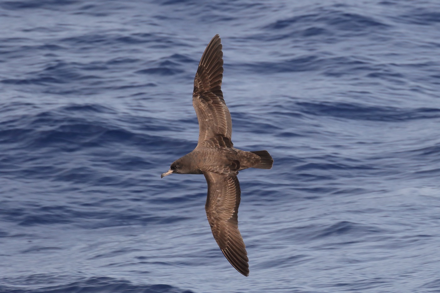 Flesh-footed Shearwater (Image ID 25558)