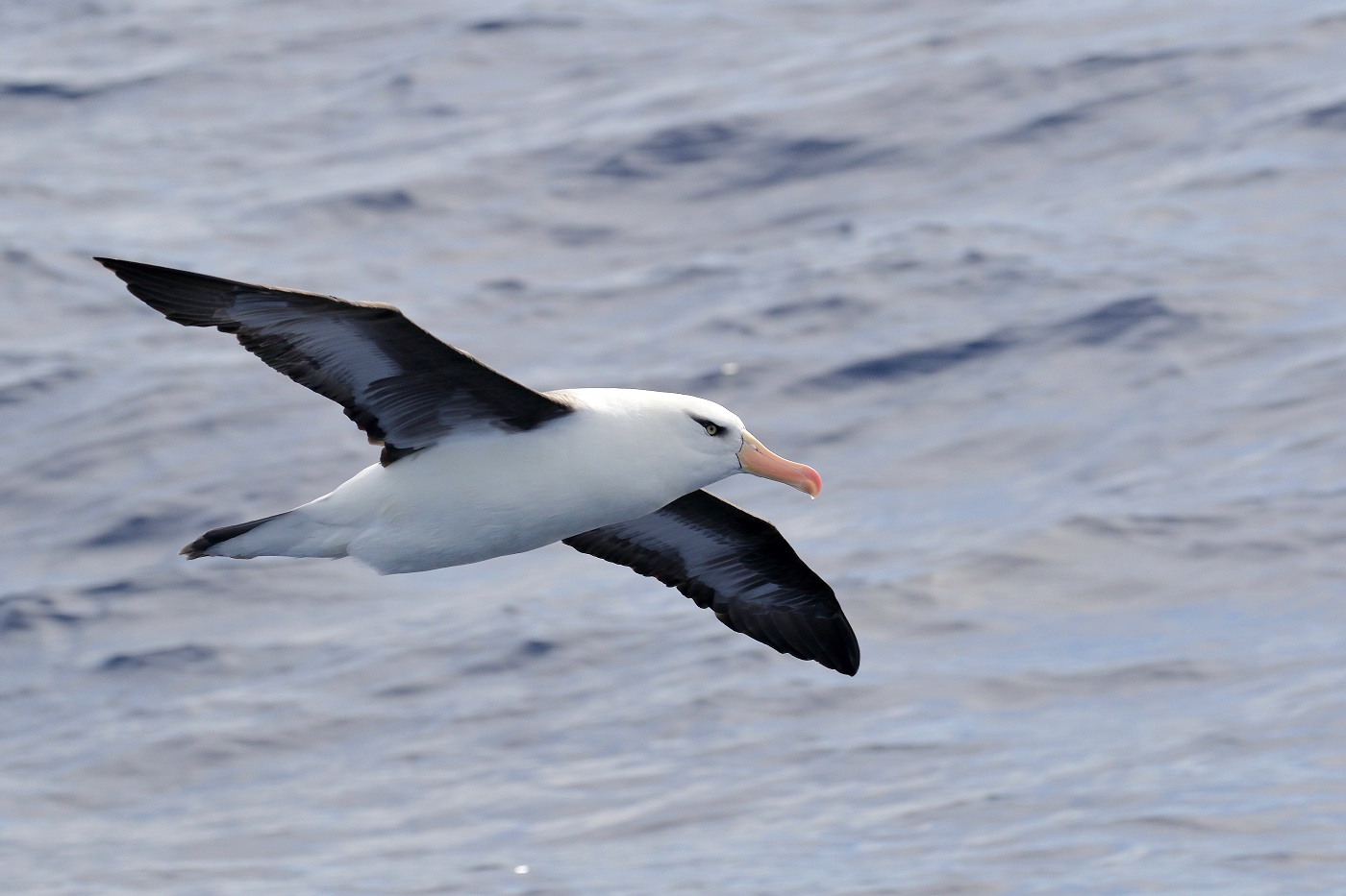 Campbell Albatross (Image ID 25556)