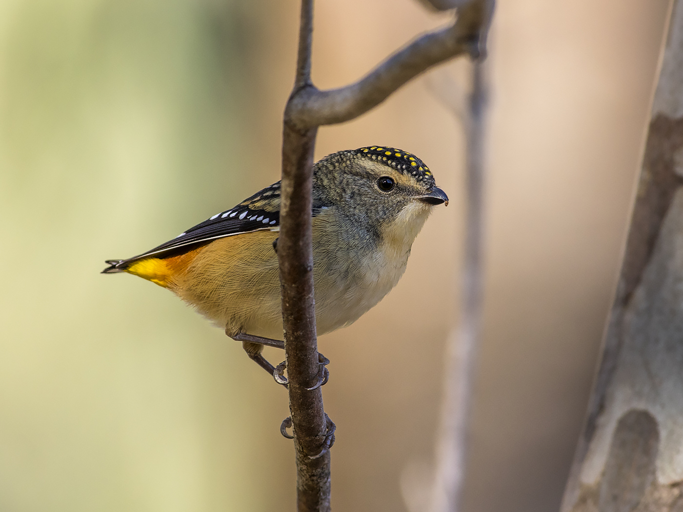 Spotted Pardalote (Image ID 25659)