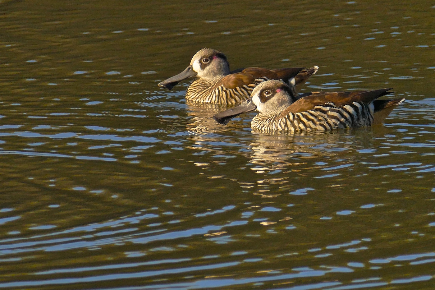 Pink-eared Duck (Image ID 25750)