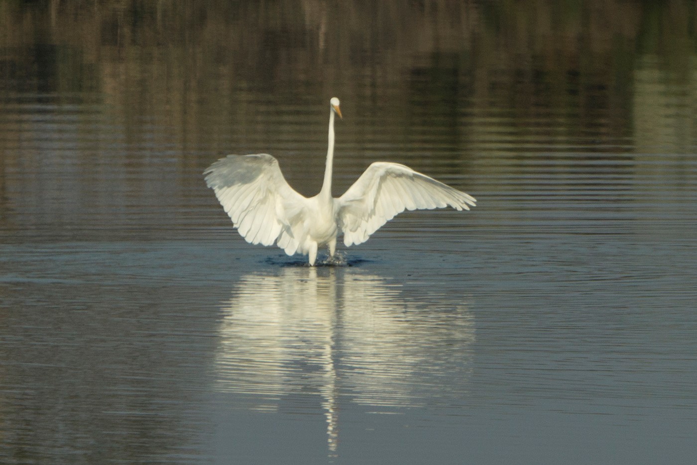 Great Egret (Image ID 25652)