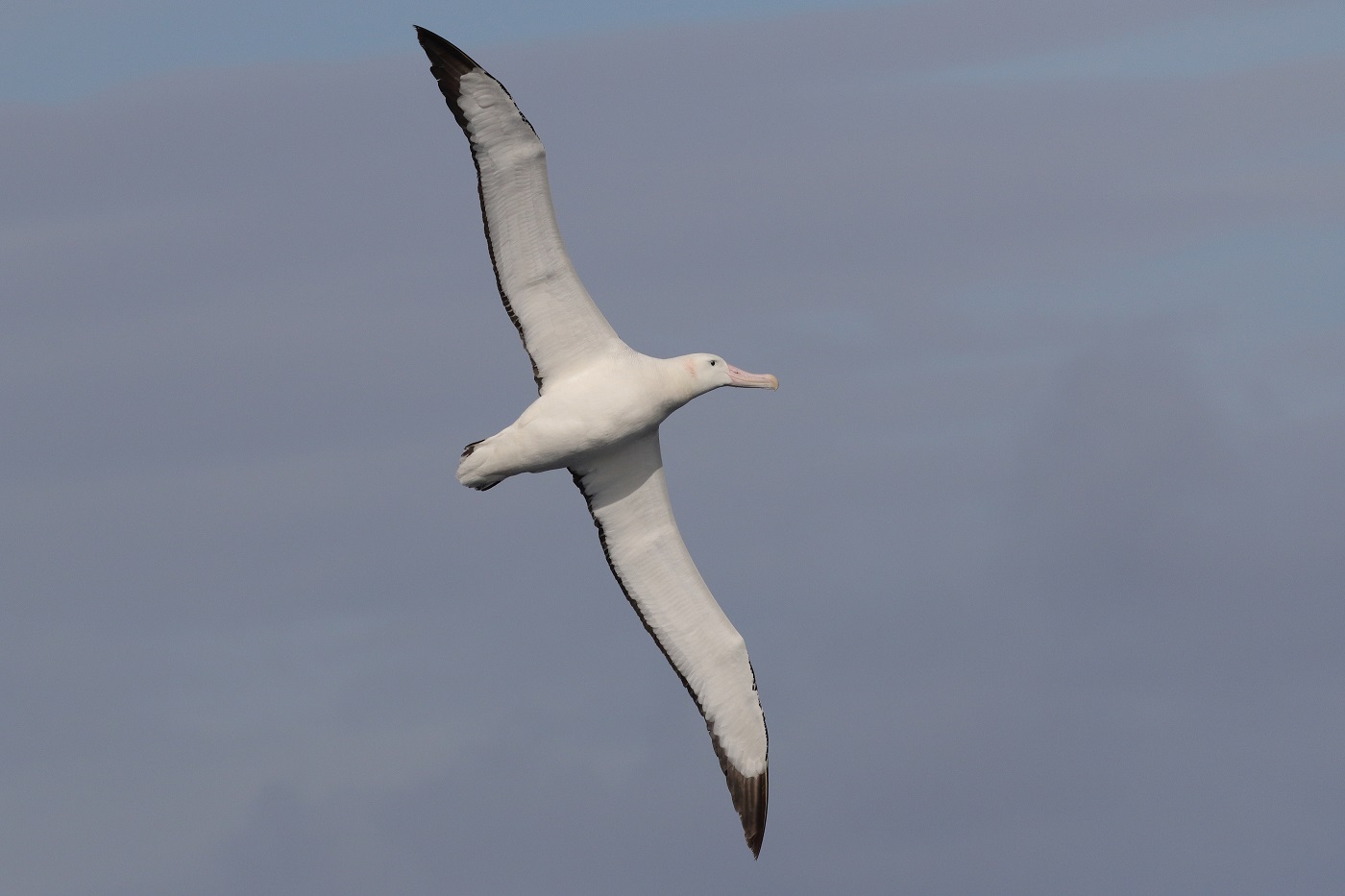Wandering Albatross (Image ID 25529)