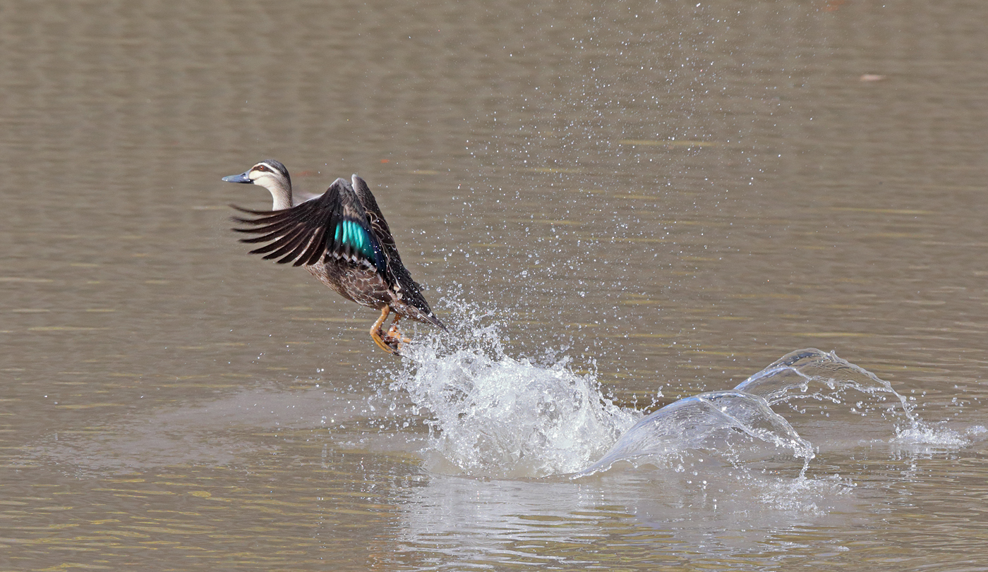 Pacific Black Duck (Image ID 25721)