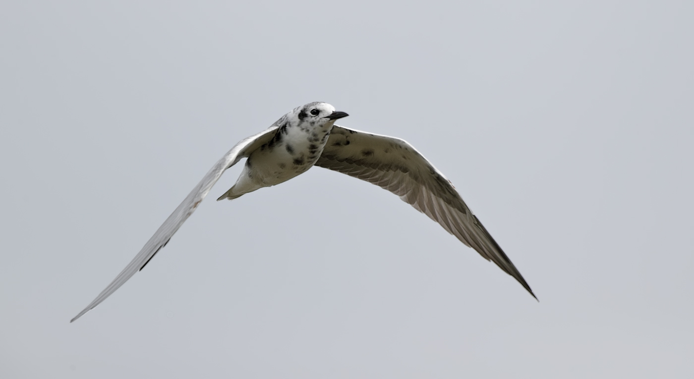 White-winged Black Tern (Image ID 25760)