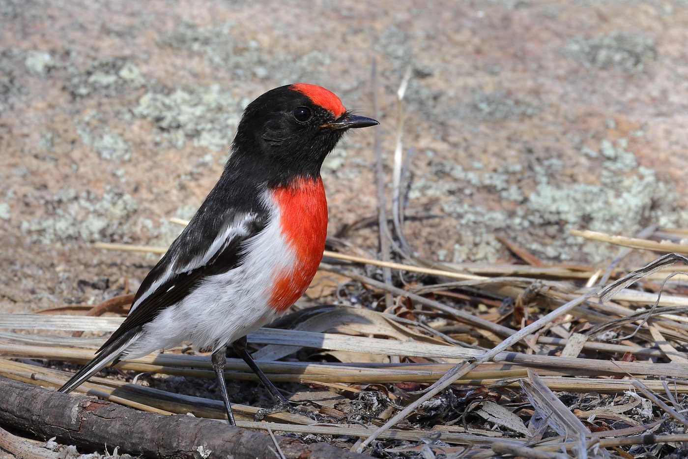 Red-capped Robin (Image ID 25706)