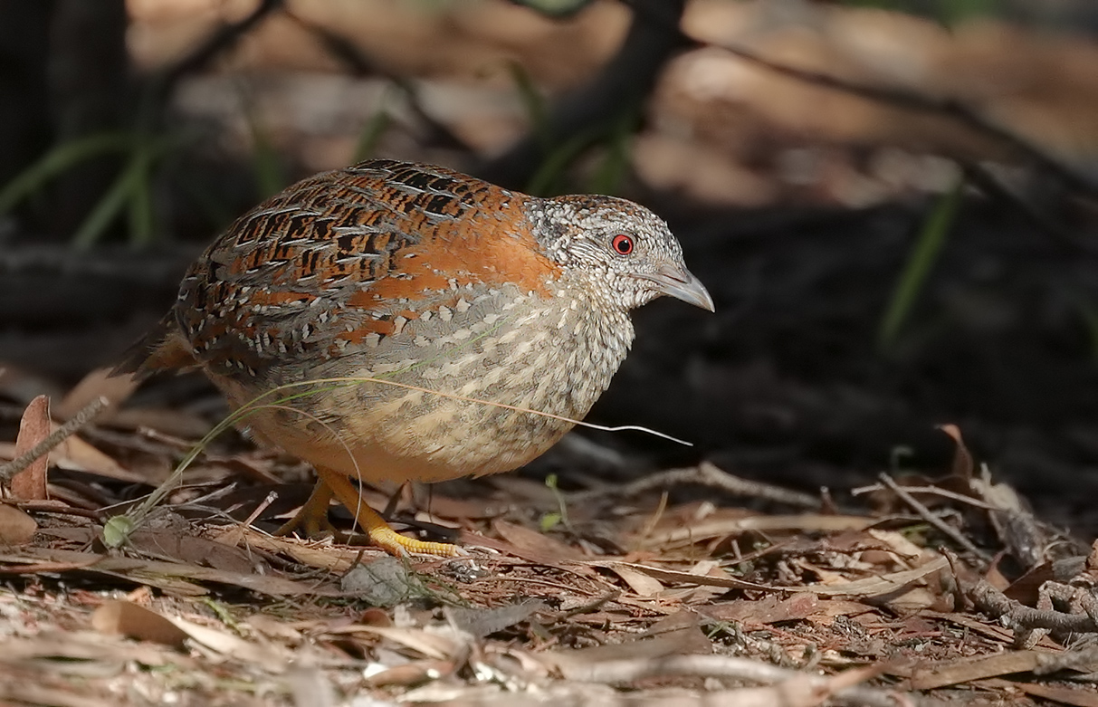 Painted Button-quail (Image ID 25892)