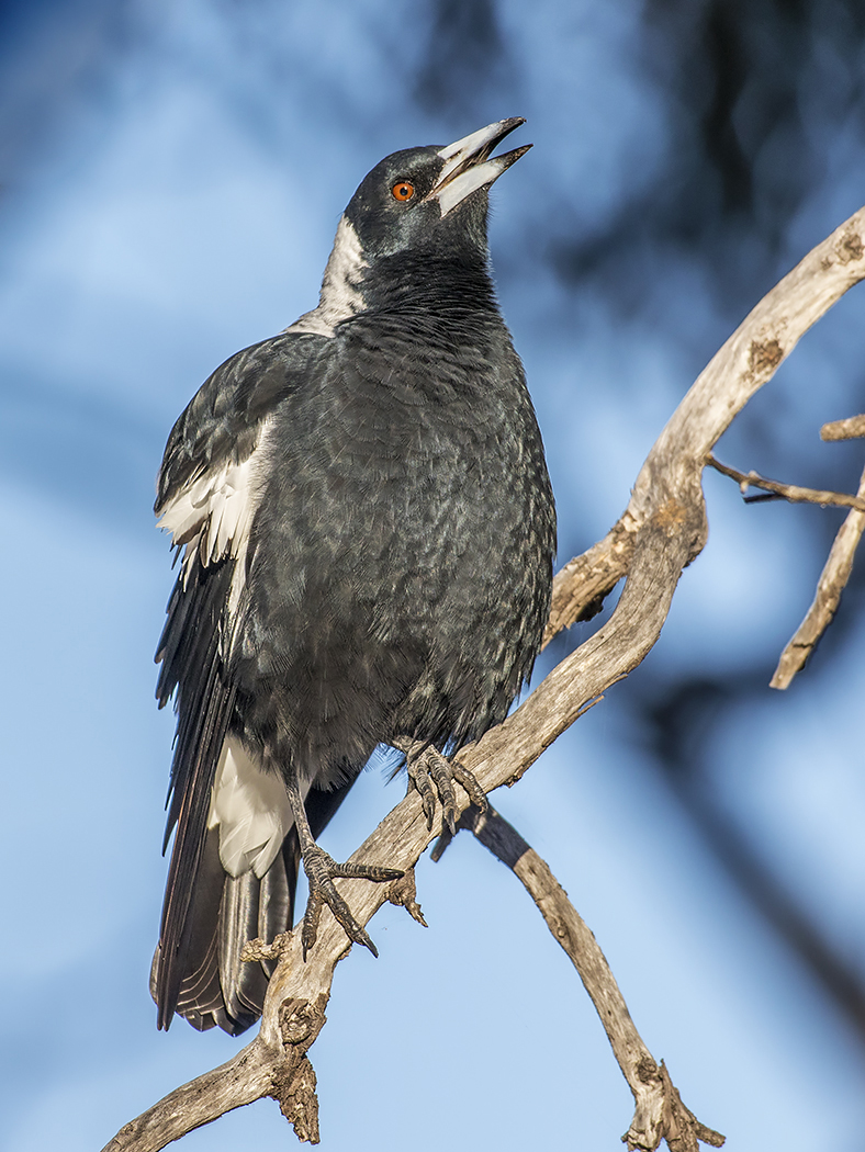 Australian Magpie (Image ID 25753)