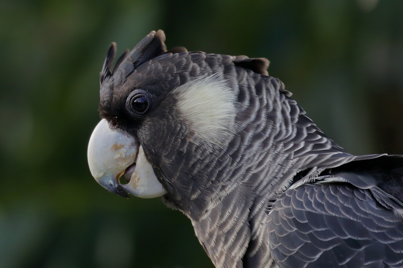 Carnaby's Black-Cockatoo (Image ID 25744)