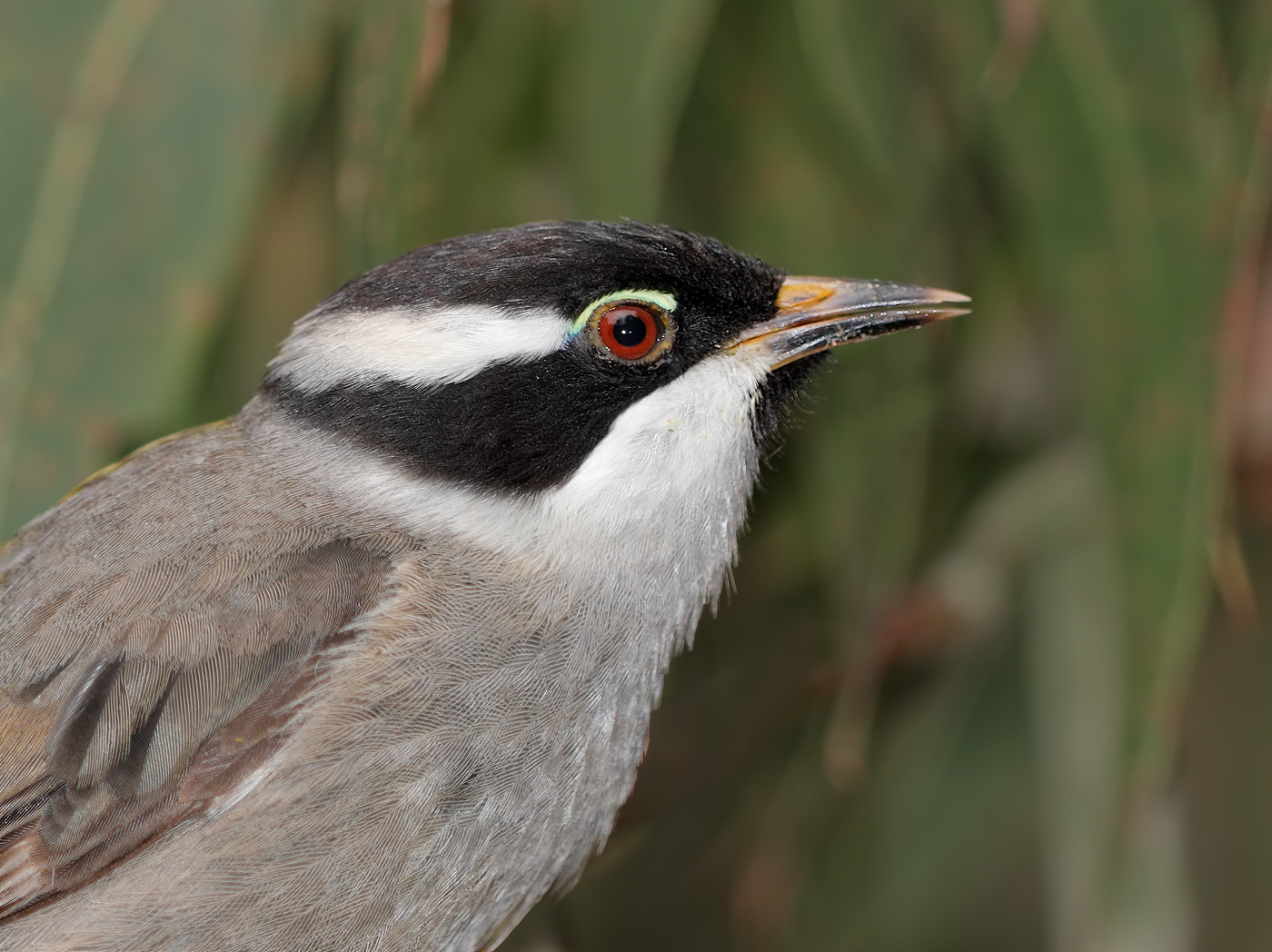 Strong-billed Honeyeater (Image ID 25715)