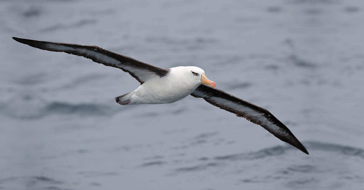 Campbell Albatross (Image ID 25742)