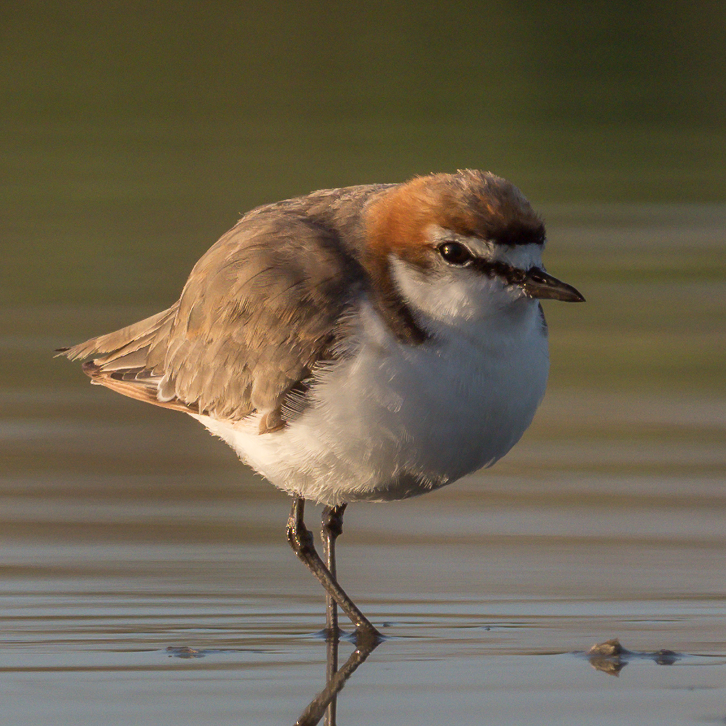 Red-capped Plover (Image ID 25587)