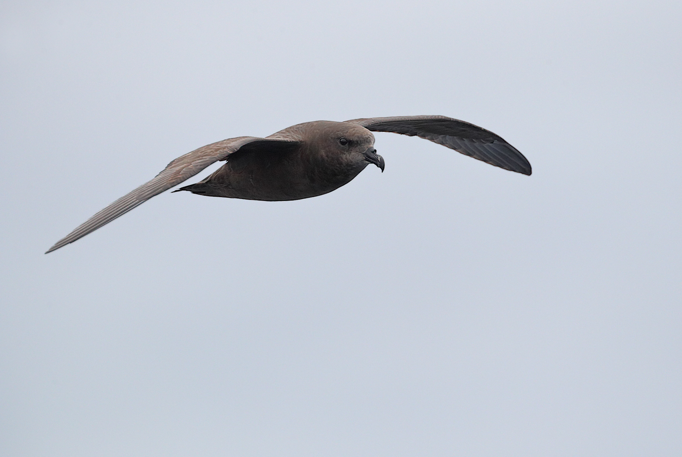 Great-winged Petrel (Image ID 25552)