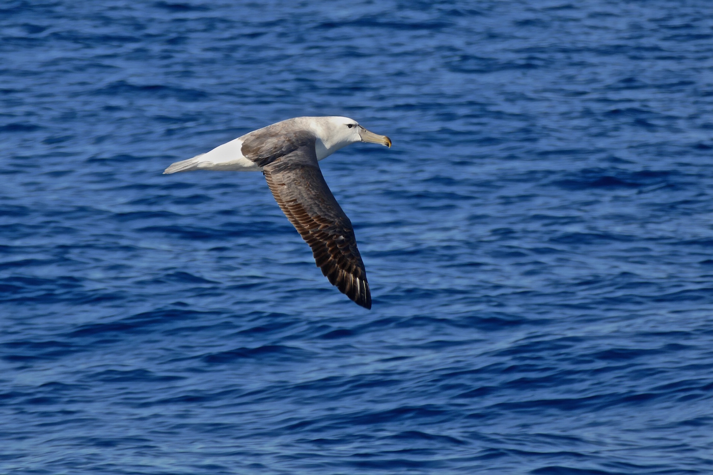White-capped Albatross (Image ID 25546)