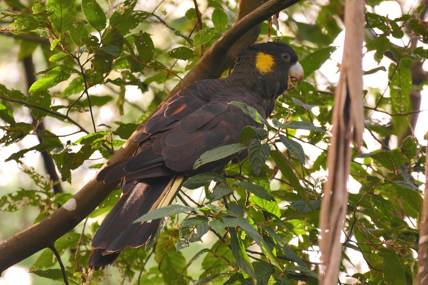 Yellow-tailed Black-Cockatoo (Image ID 25865)