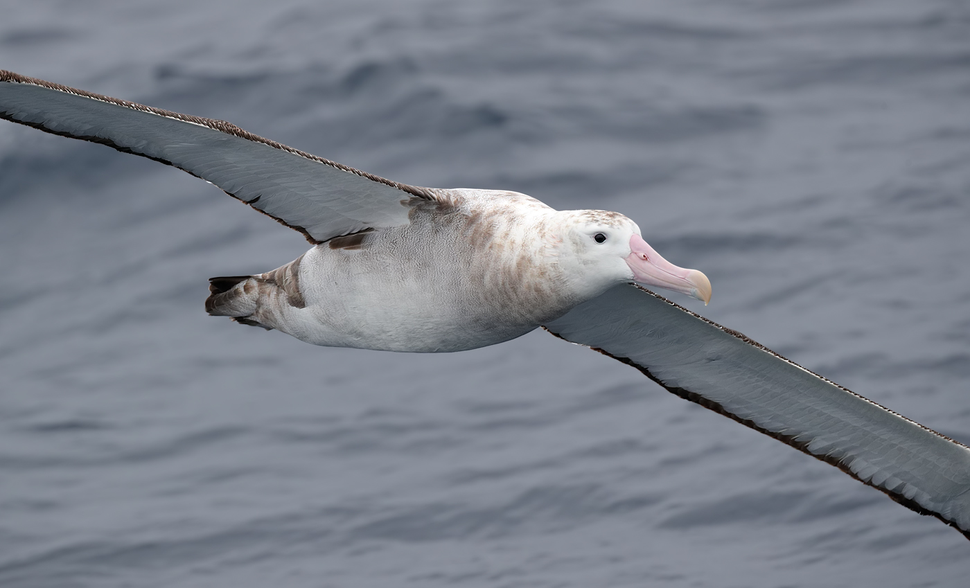 Antipodean Albatross (Image ID 25690)