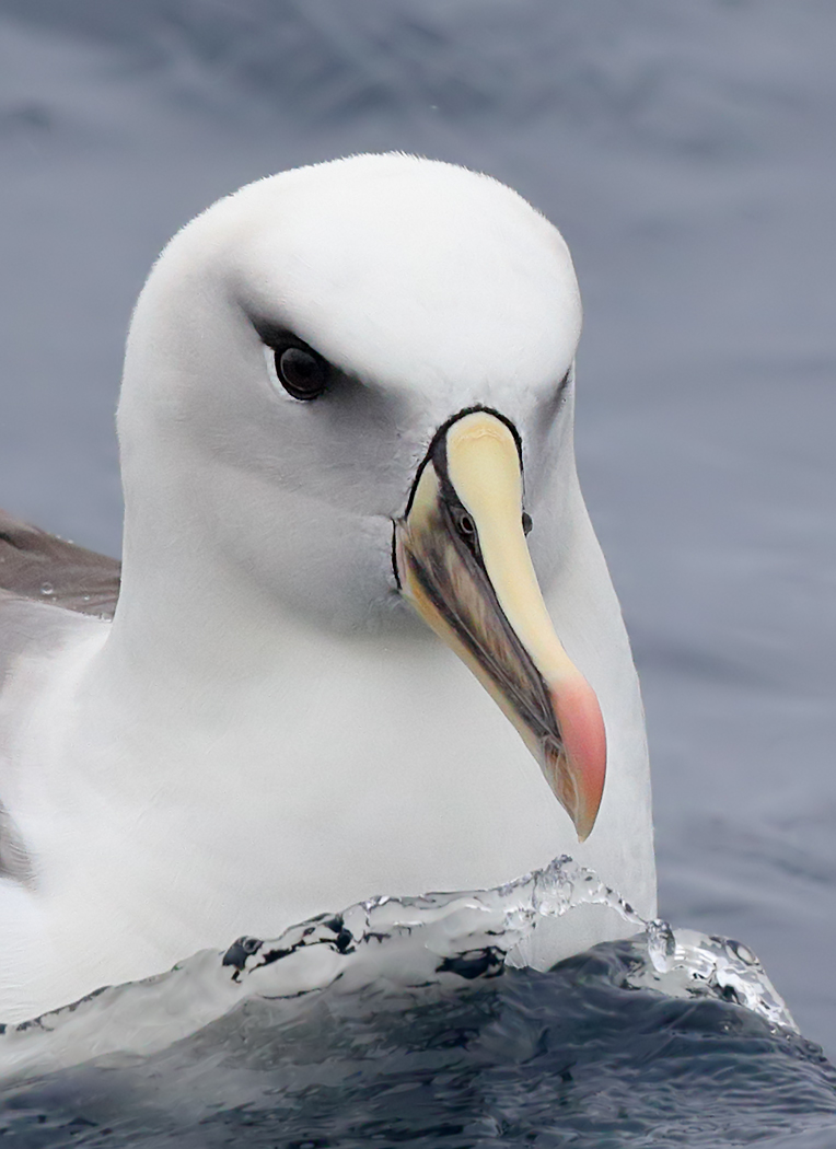 Black-browed Albatross,Grey-headed Albatross,Hybrid (Image ID 25679)