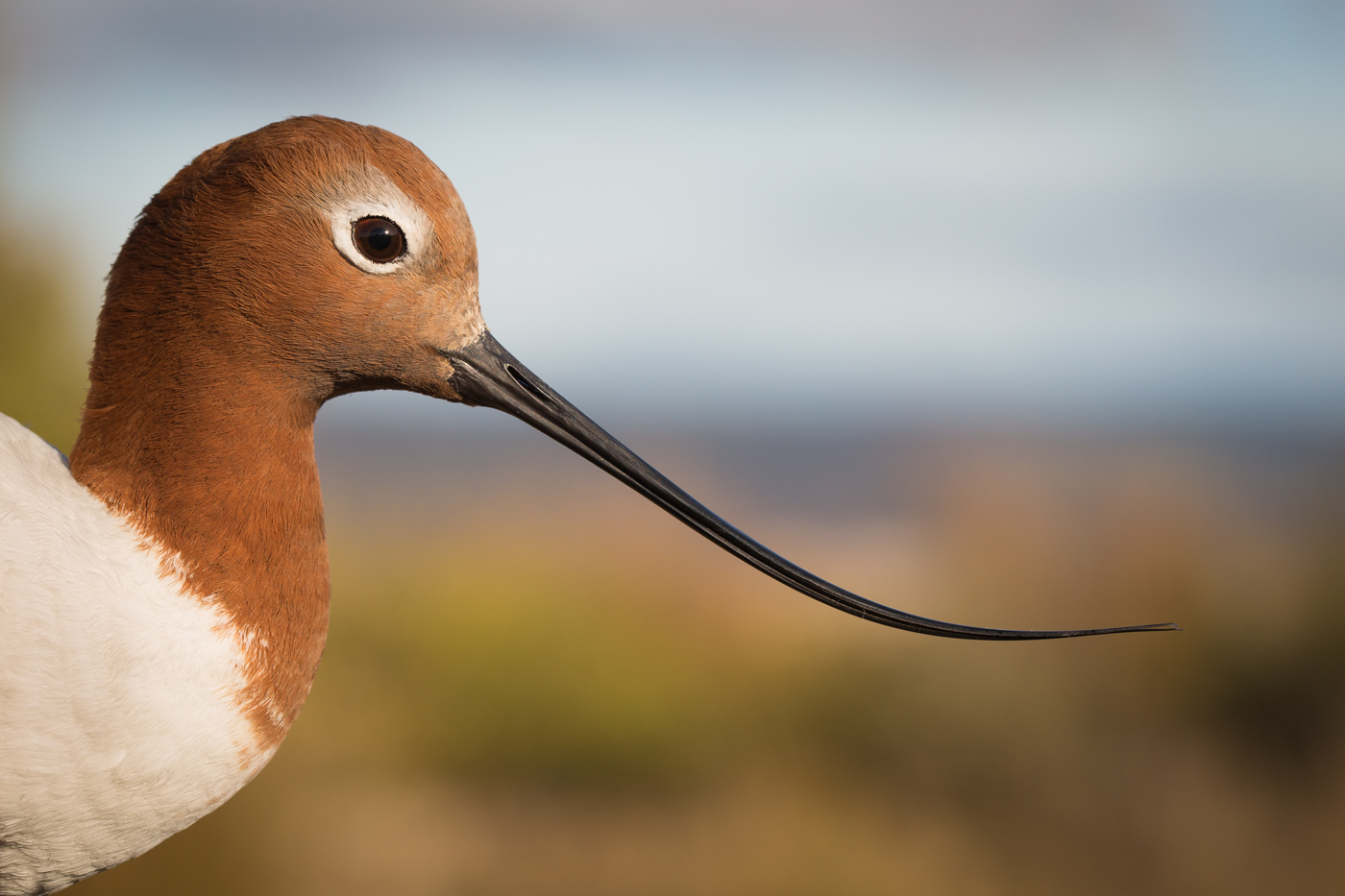 Red-necked Avocet (Image ID 25479)