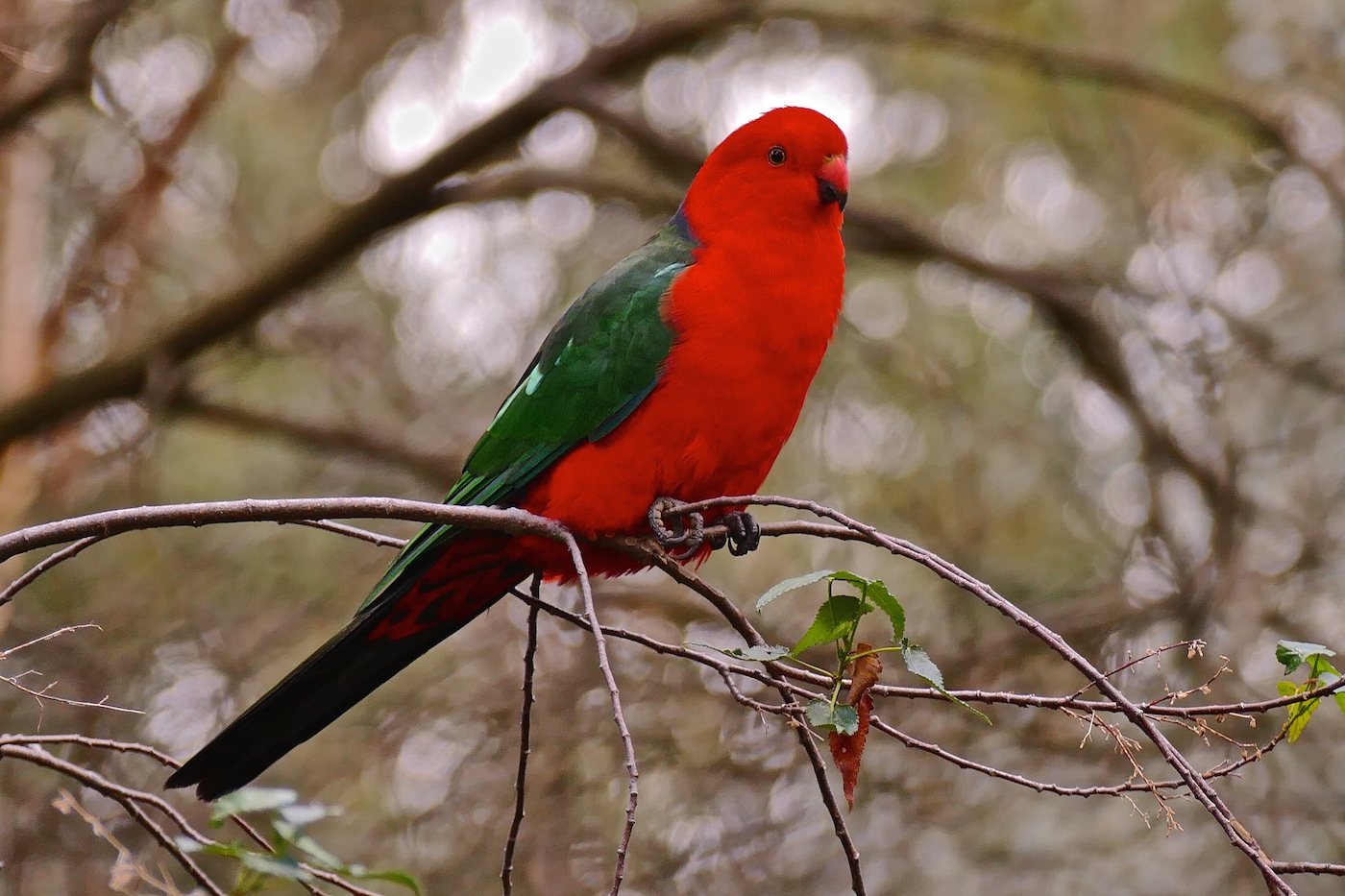 Australian King-Parrot (Image ID 25864)