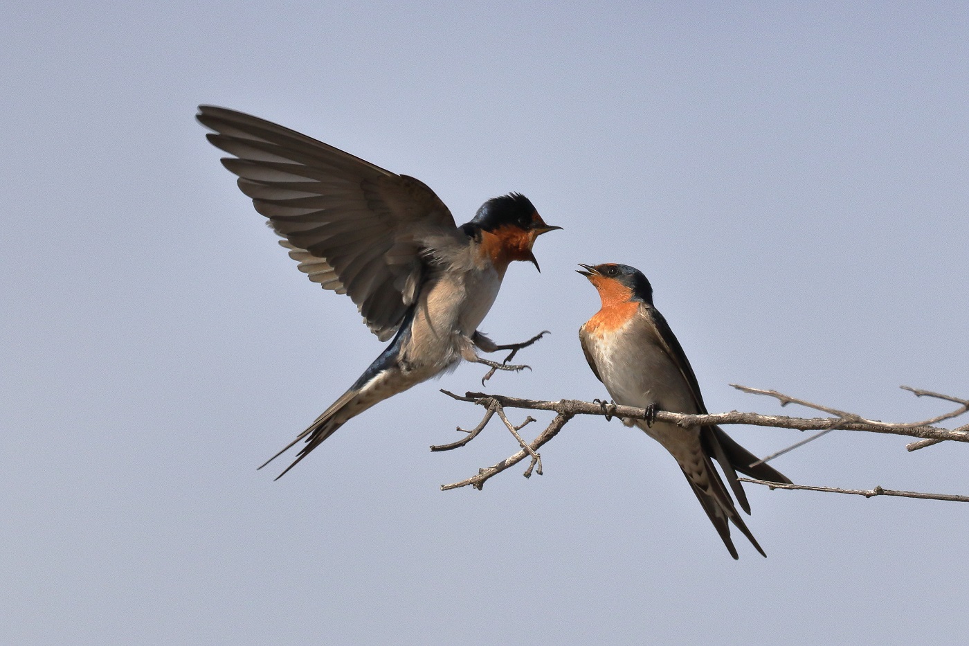 Welcome Swallow (Image ID 25626)