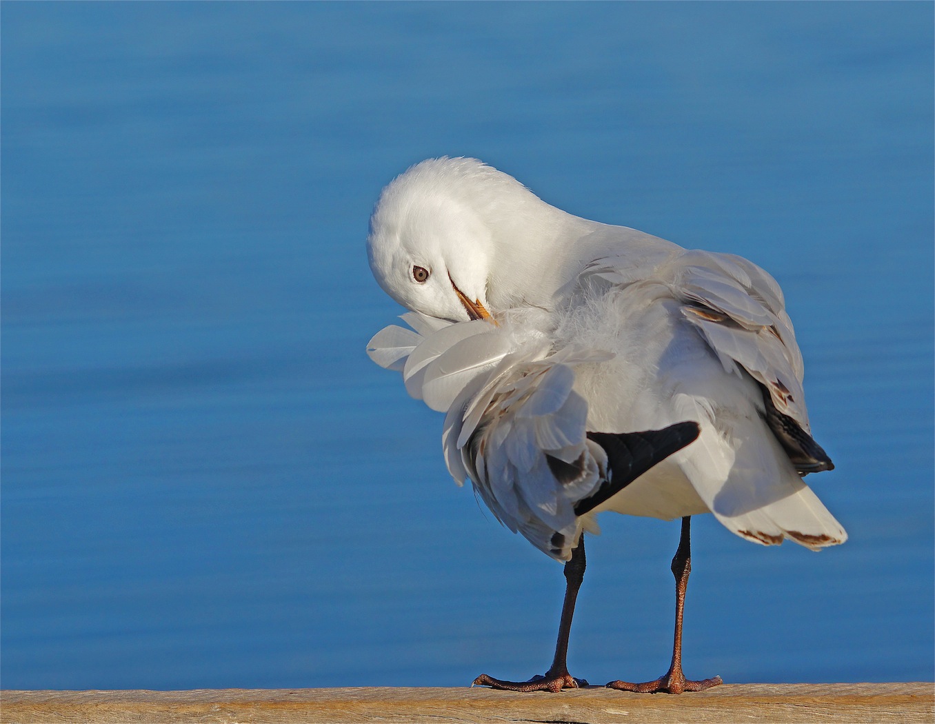 Silver Gull (Image ID 25757)