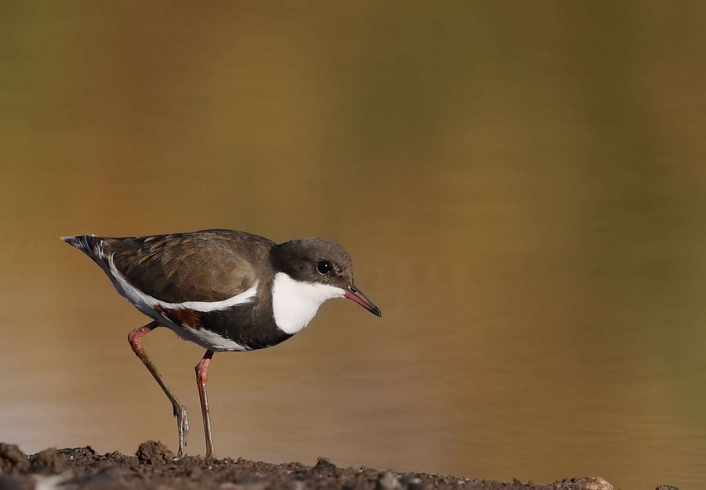 Red-kneed Dotterel (Image ID 25564)