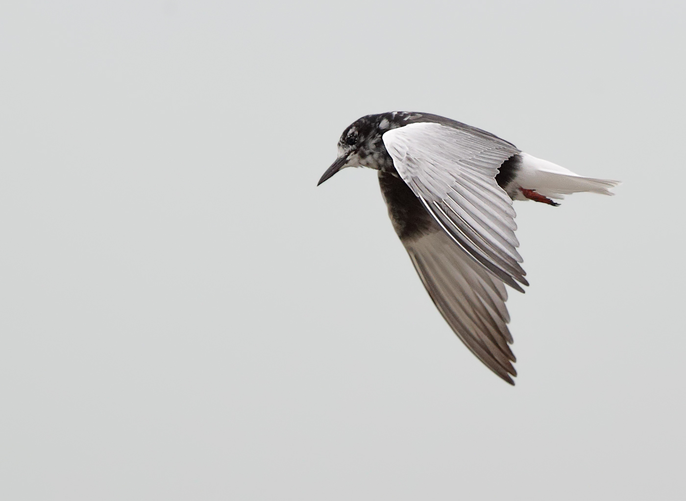 White-winged Black Tern (Image ID 25759)