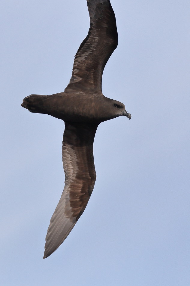 Great-winged Petrel (Image ID 25674)