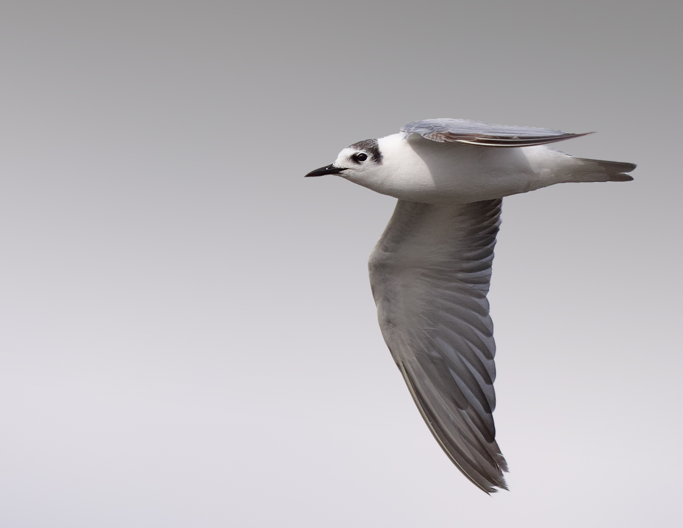 White-winged Black Tern (Image ID 25761)