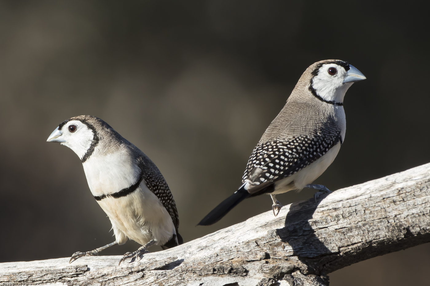 Double-barred Finch (Image ID 25886)