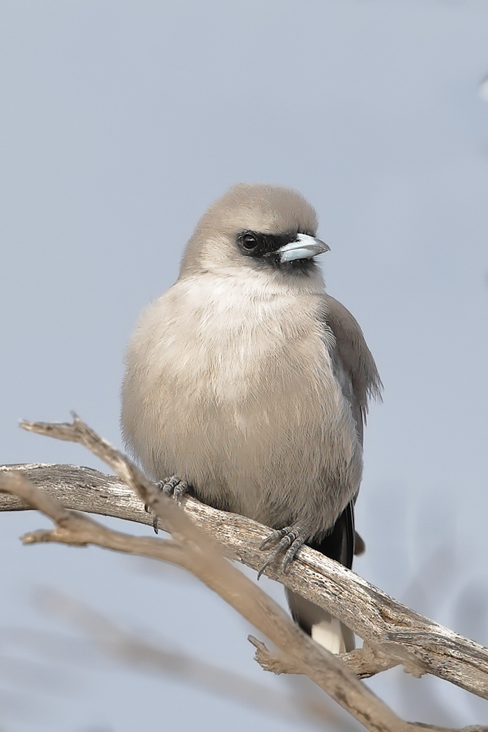 Black-faced Woodswallow (Image ID 25458)