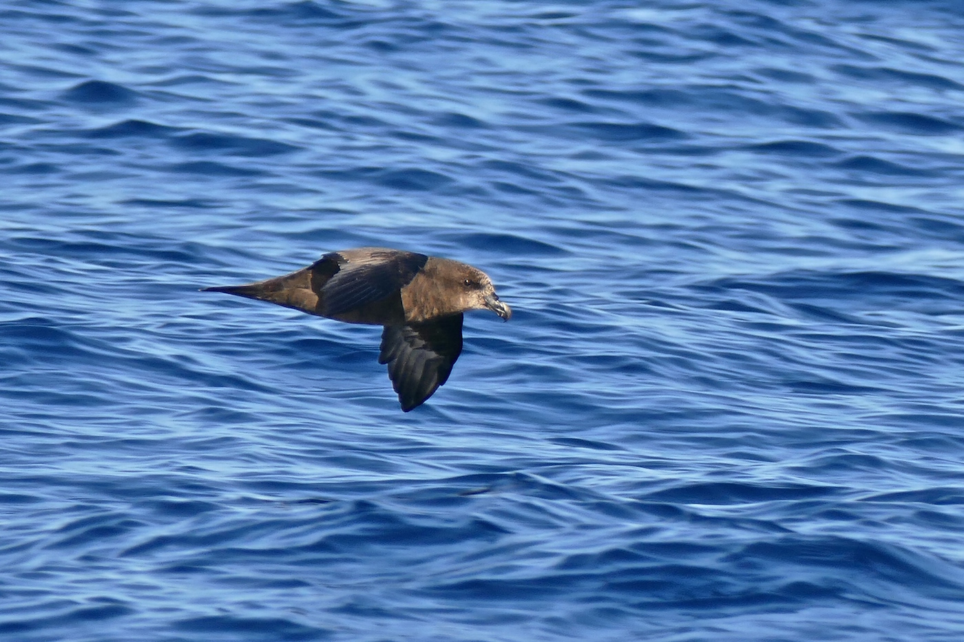 Great-winged Petrel (Image ID 25613)