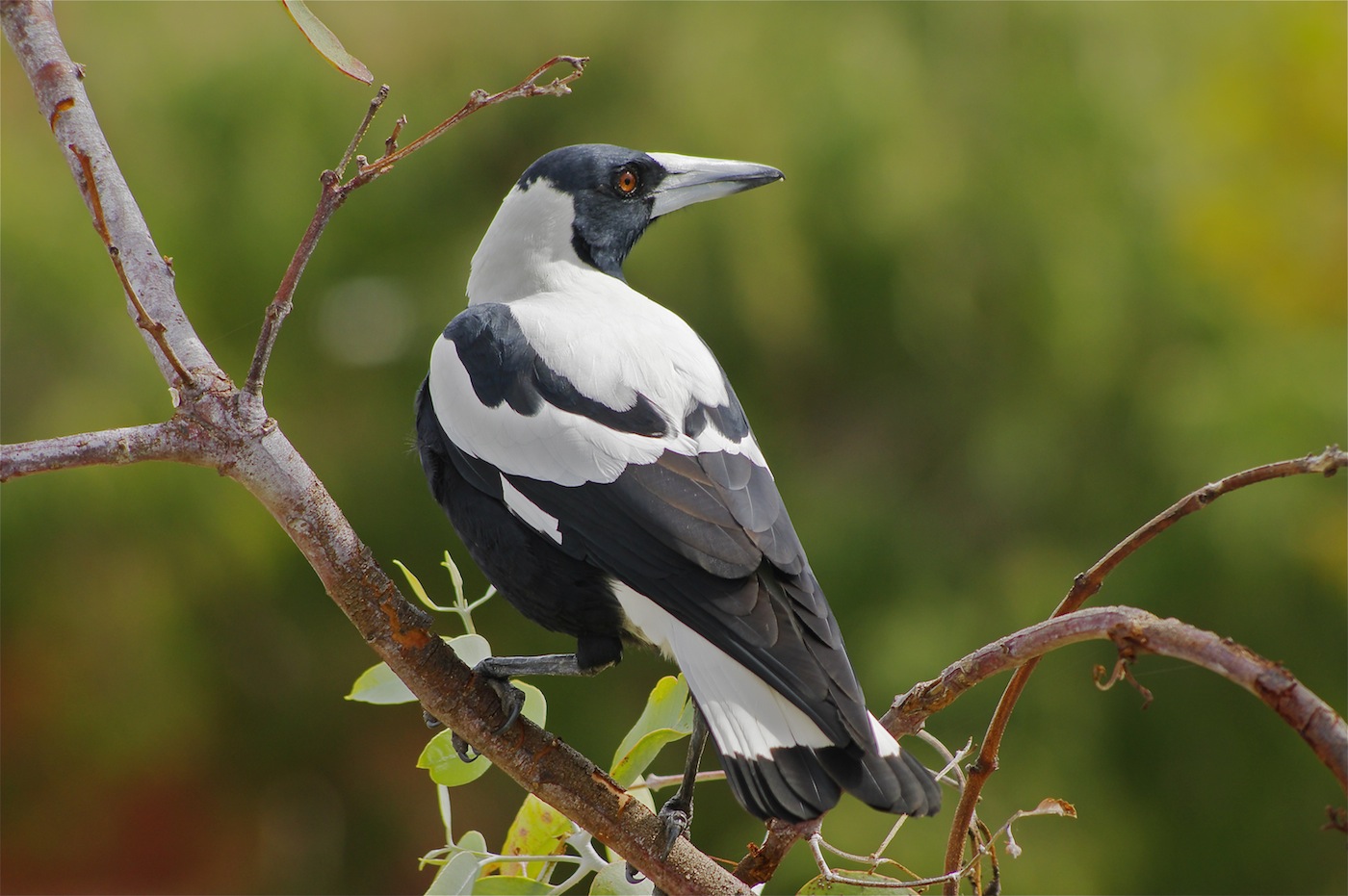 Australian Magpie (Image ID 25543)