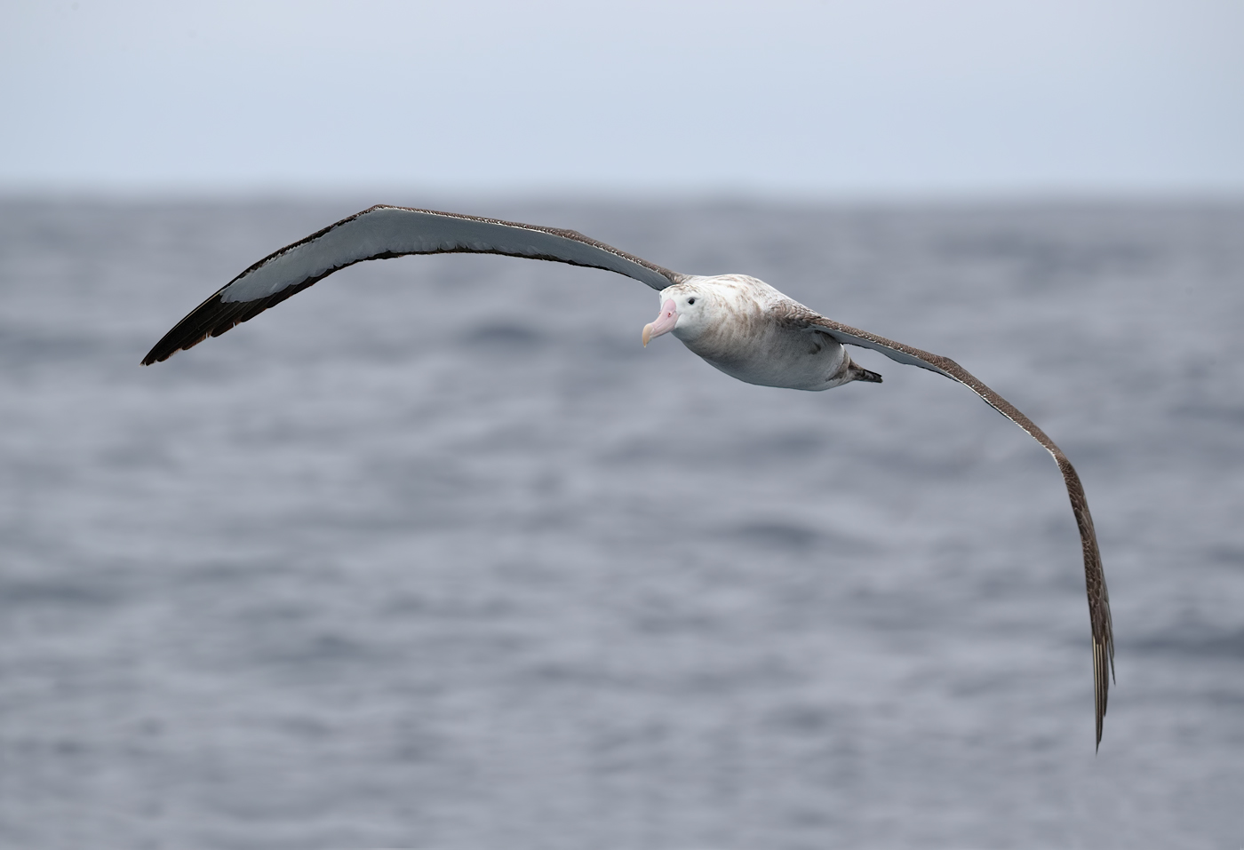 Antipodean Albatross (Image ID 25691)