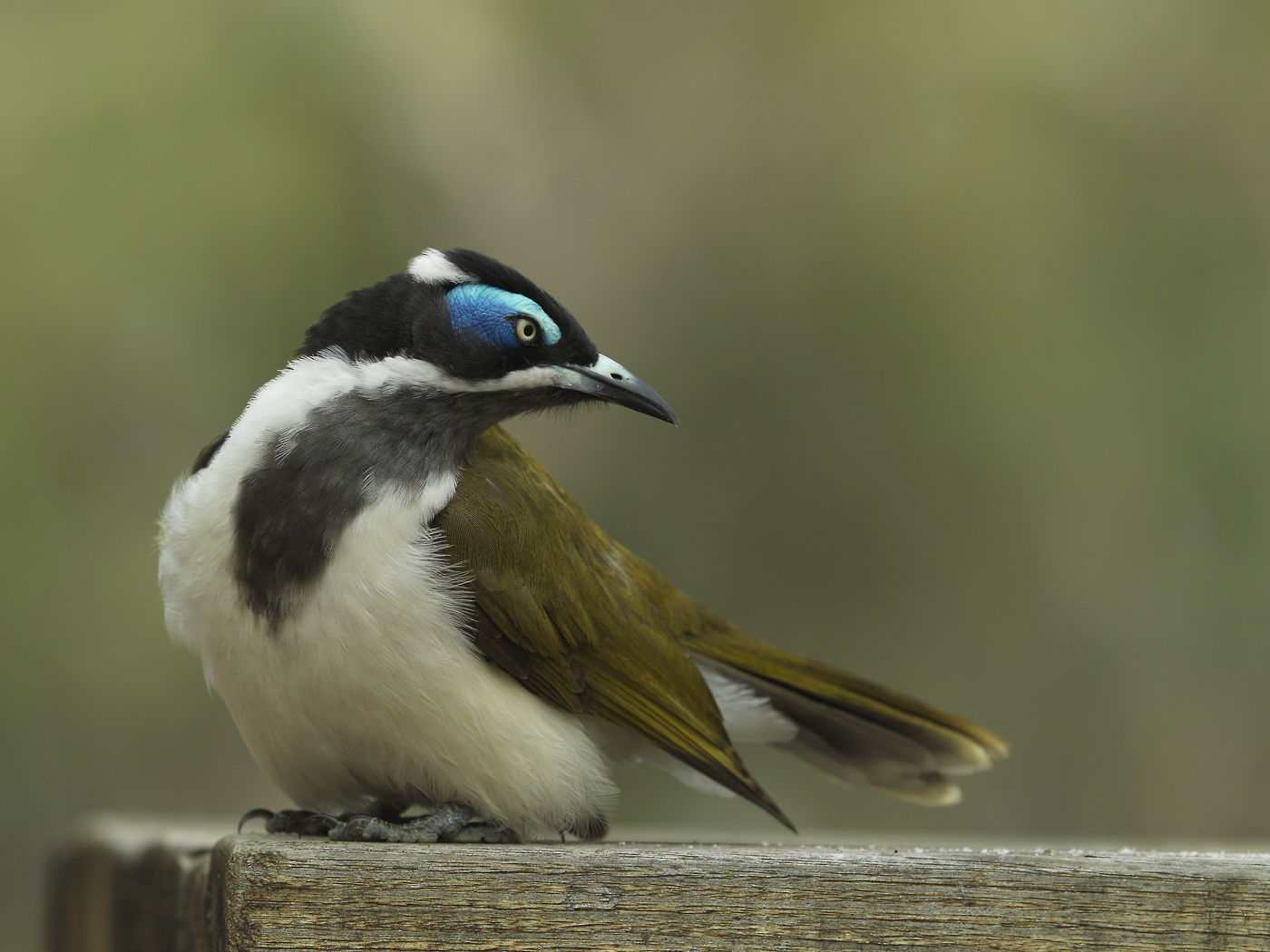 Blue-faced Honeyeater complex (Image ID 26010)
