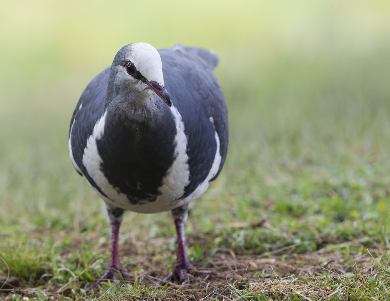 Wonga Pigeon (Image ID 25900)