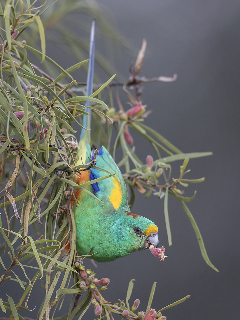 Mulga Parrot (Image ID 26392)