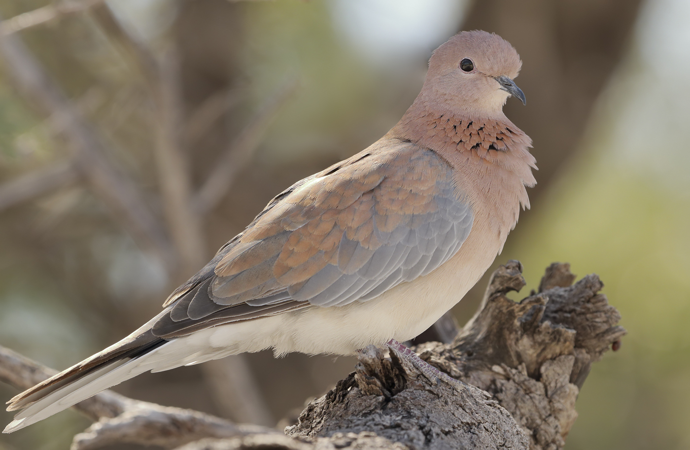 Laughing Dove (Image ID 26034)