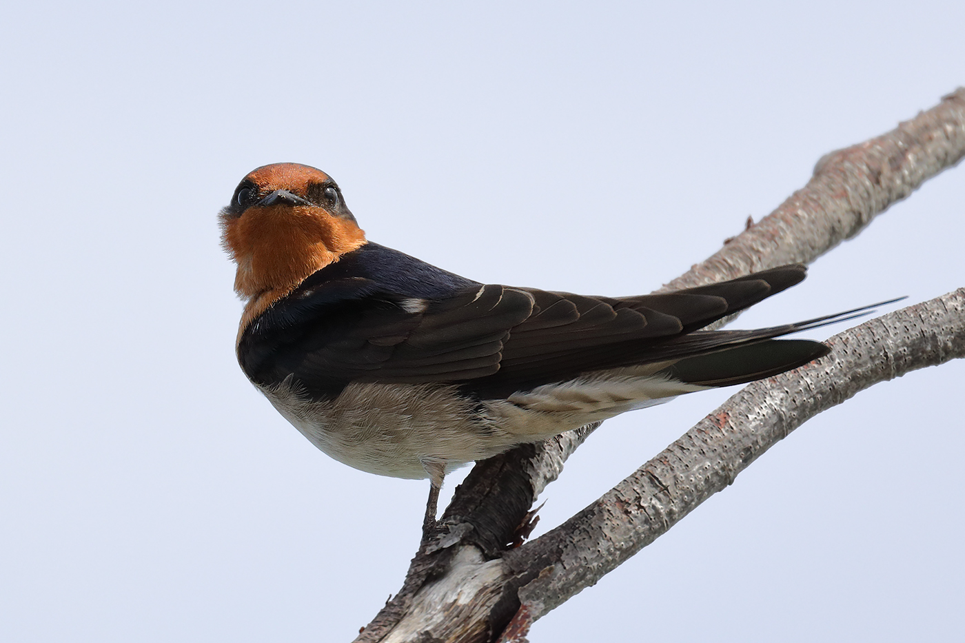 Welcome Swallow (Image ID 26326)