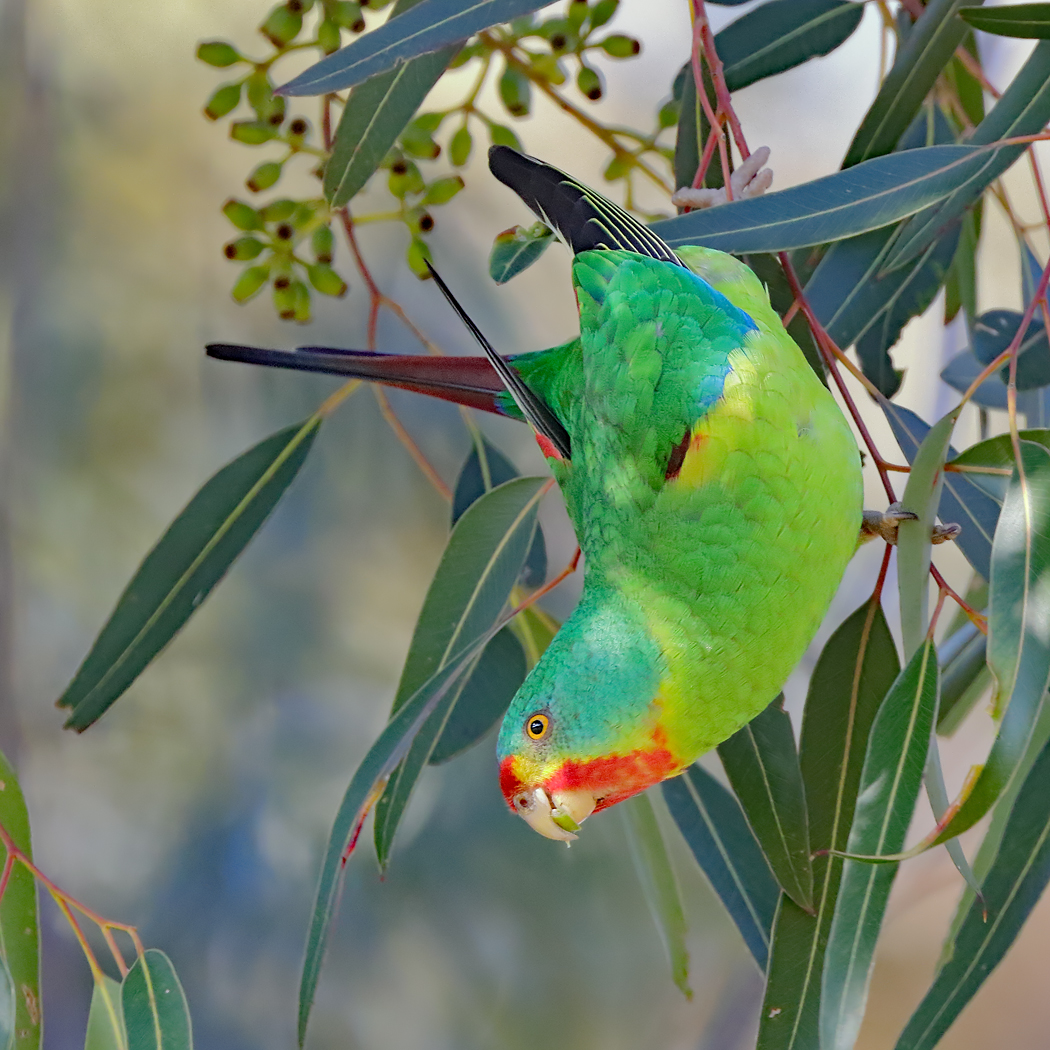 Swift Parrot (Image ID 26293)