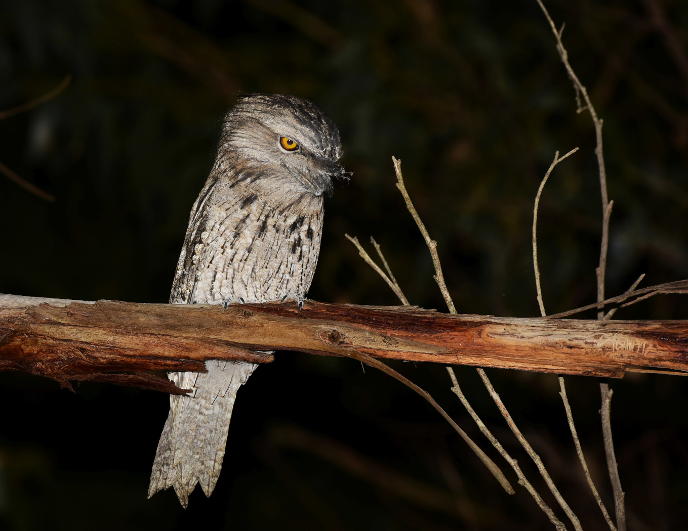 Tawny Frogmouth (Image ID 26397)