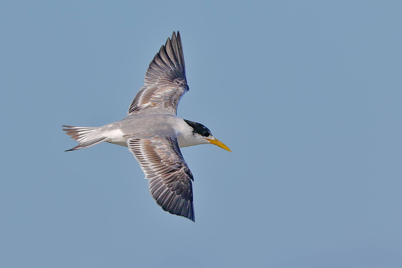 Greater Crested Tern (Image ID 26120)