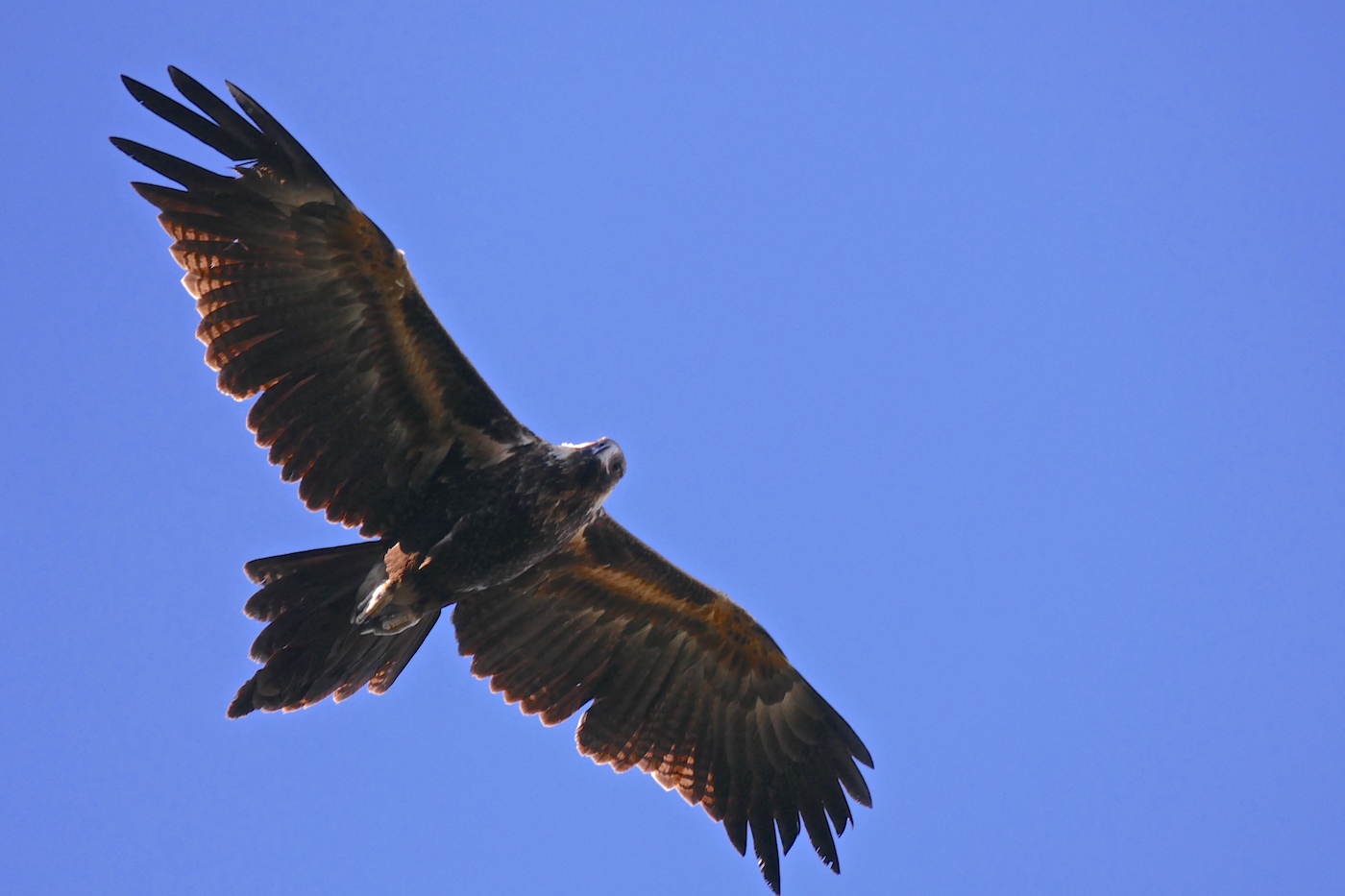 Wedge-tailed Eagle (Image ID 26376)