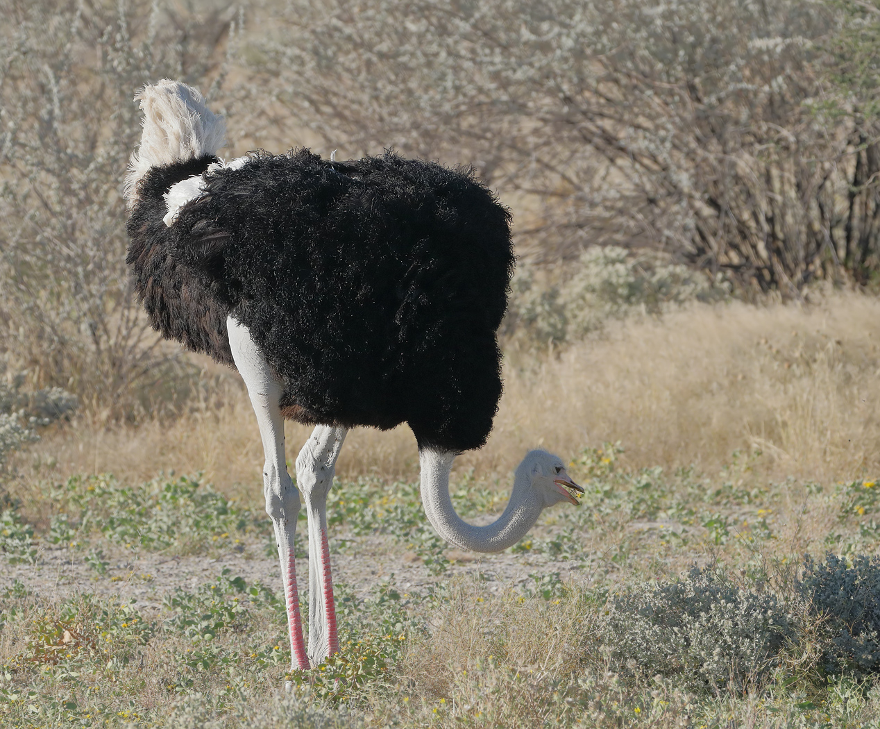 Ostrich (Image ID 26357)