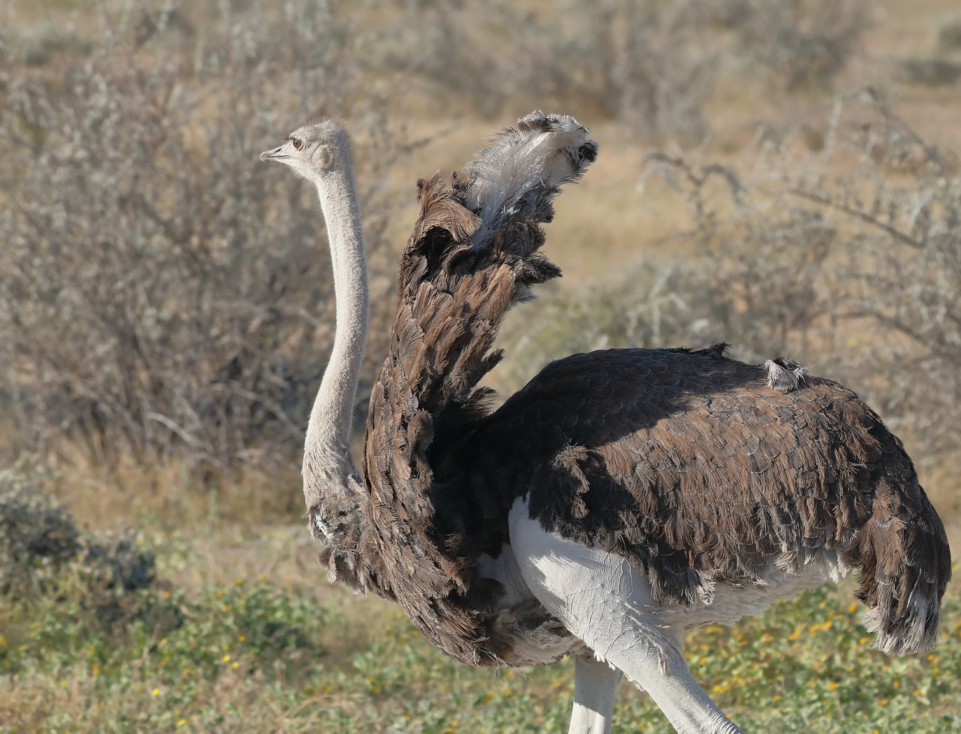 Ostrich (Image ID 26359)