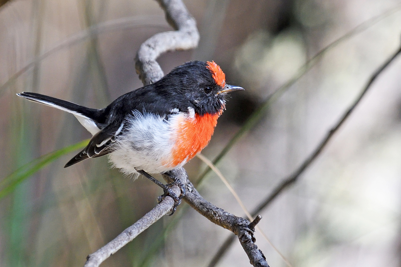 Red-capped Robin (Image ID 26225)