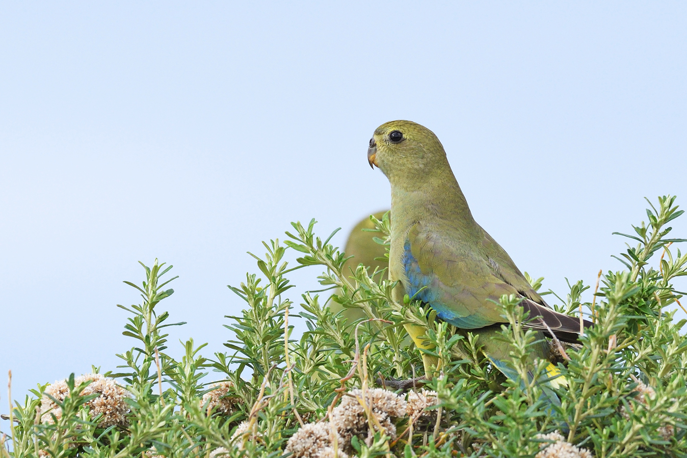 Blue-winged Parrot (Image ID 26228)