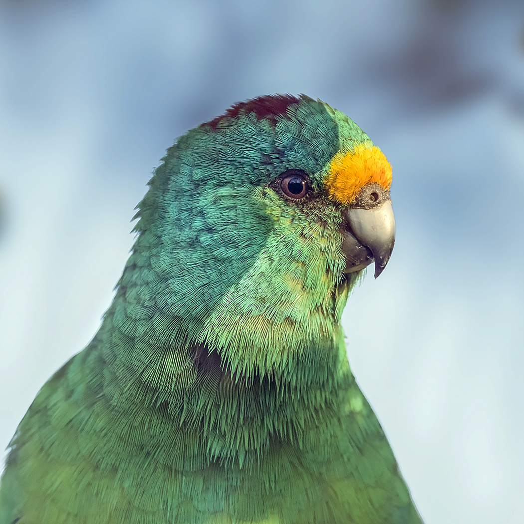 Mulga Parrot (Image ID 25920)